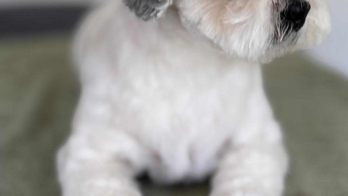 A freshly groomed dog at Waggie Tails Dog Grooming, Castle Bromwich